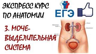 МОЧЕВЫДЕЛИТЕЛЬНАЯ СИСТЕМА (теория для ЕГЭ)