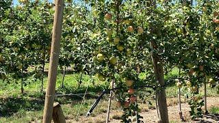 Davison Orchards Country Village | Vernon, BC | Experience the farm #applejuice #canada