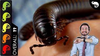 Giant Millipede, The Best Pet Invertebrate?