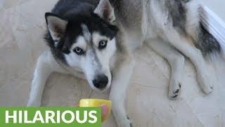 Husky gives comical reaction to lemon tasting