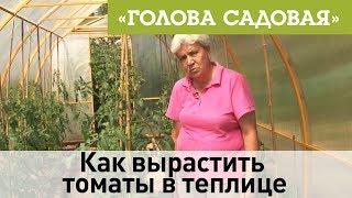 Голова садовая - Как вырастить томаты в теплице