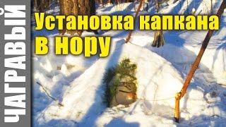 Установка кулемки в нору | Охота на куницу капканами