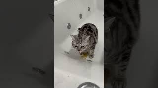 Uncensored Cat VOMITS!! #shorts