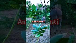 Animals Life ️#animals#foryou#shortvideo#shorts#short#donkeyshow#donkey#dunki#donkeywith#viral