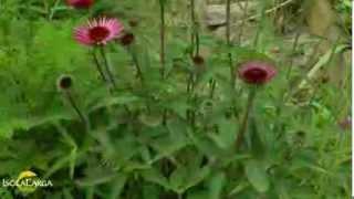 Echinacea purpurea