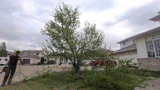 Neigbhours Tree Company Ltd, Edmonton - Ornamental Crab Apple Tree Pruning