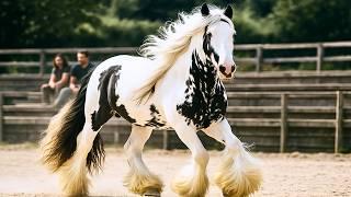 Majestic in Every Step | The Most Beautiful Horse Breeds on Earth