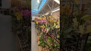 SF Flower Market #sfblogger #bayareablogger #flowermart #flowermarket #thingstodoinsf #sanfrancisco