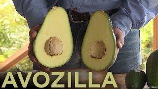 'Avozilla' is a 4-pound avocado as big as your face