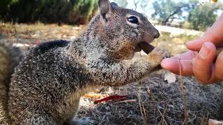 California Ground Squirrel