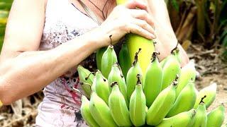 БАНАНОВЫЕ ПАЛЬМЫ: ПРАВИЛА СОДЕРЖАНИЯ И ПЕРЕСАДКА.