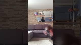 я всегда хотела снимать квадробику #квадробика #кис #мяу