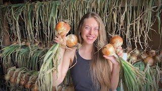 What I Did To Grow LARGE ONIONS From SEED! 2023 Onion Harvest!