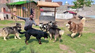 Ready Ho Jao Sab Dogs Give Away Hone Lge Hain