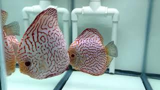 Red Checkerboard Pigeon Discus - Proven Breeding Pair