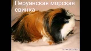 Породы морских свинок Breeds of guinea pigs