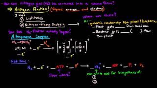 Nitrogen Metabolism (Part 1 of 2) - Introduction and Nitrogen Fixation