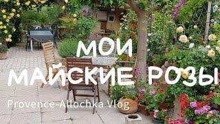 Мои майские РОЗЫ и я  ПЧЕЛА Алла или Майя??? ... /ОБЗОР сада-огорода