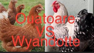 Gaini ouatoare vs wyandotte