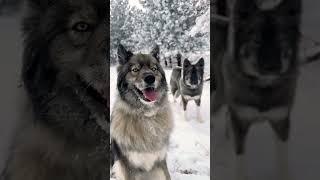 Вот такие щенки у нас получились 3 года назад от маламута и овчарки. Видео от подписчика.