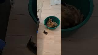 CAT SOUNDS - Cute Kittens Meowing