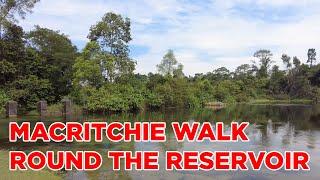 MacRitchie Walk: Round the Reservoir