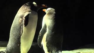 Penguins in Hong Kong Ocean Park