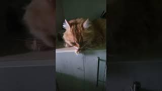 cat cleaning themselves