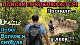 ПОБЕГ В ЛЕСУ !!! ВОЛКОСОБОВ, ПИТБУЛЯ, ПОИСКИ ПРОДОЛЖАЮТСЯ!!! II-ЧАСТЬ.