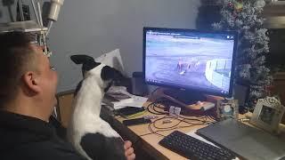 Whippet watching dog racing
