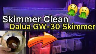 Cleaning My Dalua Great White Skimmer! Plus 8 Month Review!