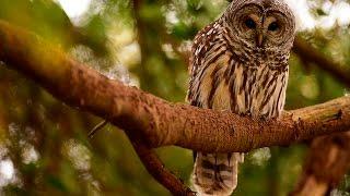 Barred Owl