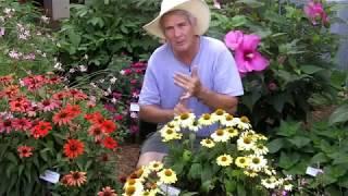 Dr  A on Echinacea, purple cone flowers