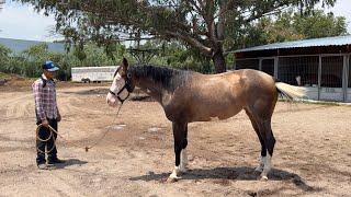 VENDIDA - LA MUÑECA Potranca Careta de 3 años de edad nieta de Spooks Gotta Gun