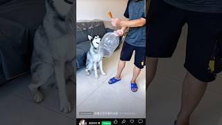 Husky must be angry  , funny video , Men fart on dog  #comedyshorts #chinesefunnyvideo #huskydog