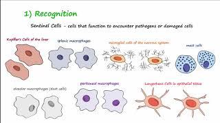 The Inflammatory Response