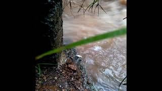 Olha o Tanto de Peixe Pulando Pra Fora da Água 