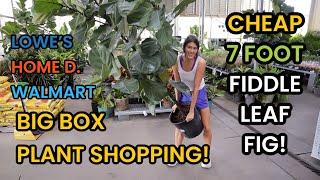 7 Foot Fiddle Leaf Fig is HOW Much?! Big Box Plant Shopping Lowe's, Home Depot & Walmart