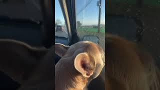 Dallas the frenchie silent howling driving the kids to school!!