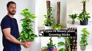 5 Types Money Plant Growing Sticks or Plants Support sticks Making at Home//GREEN PLANTS