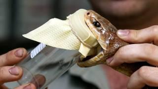 The world's most venomous snake - Milking the Inland Taipan