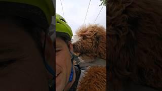 Just a guy and his dog - k9 sports sack  #bike #bikeadventures #goldendoodle #sprocket