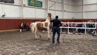 Dangerous and Unpredictable Horse Worries Mother and Daughter!!