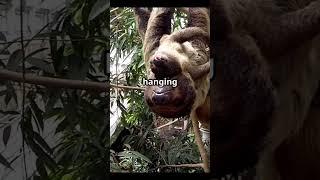 Sloths: The Slow-Moving Marvels of the Rainforest