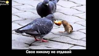 ПРИКОЛЫ 2014 FAIL Compilation