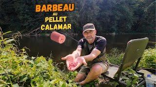 A Daring Bet! - Catching Barbel With Candy-Pink Squid Pellet!!