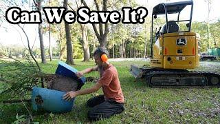 Trying to Save Them & Paying For My Mistakes