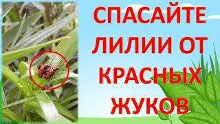 Как спасти лилии от красных жуков. Как выращивать лилии. Выращивание лилии. Красные жуки на лилиях.