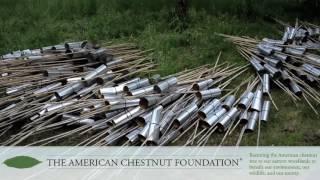 The American Chestnut Foundation