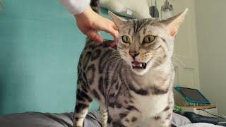 This kitty's meows will make you smile so big!